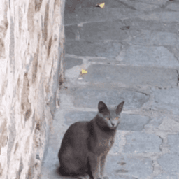 Венелин Цеков